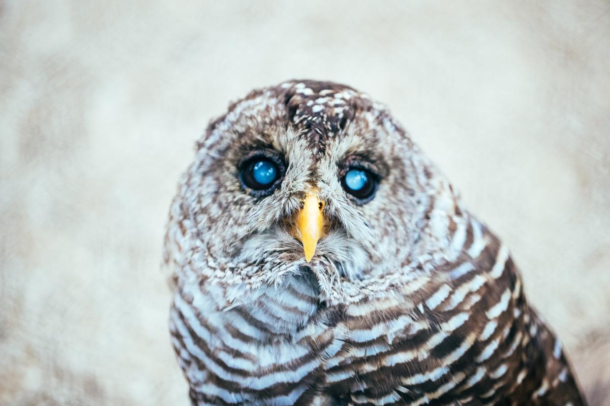 Flamingo Gardens Owl