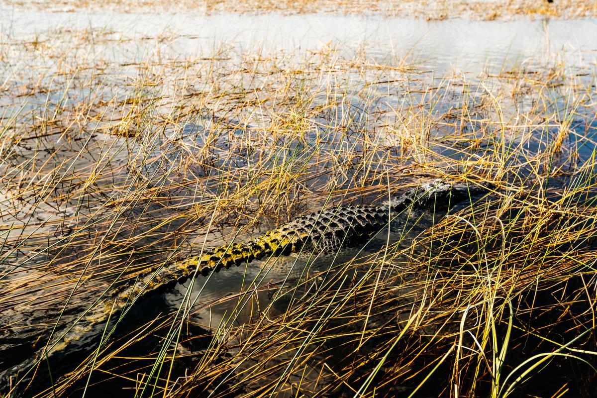Alligator in the Everglades
