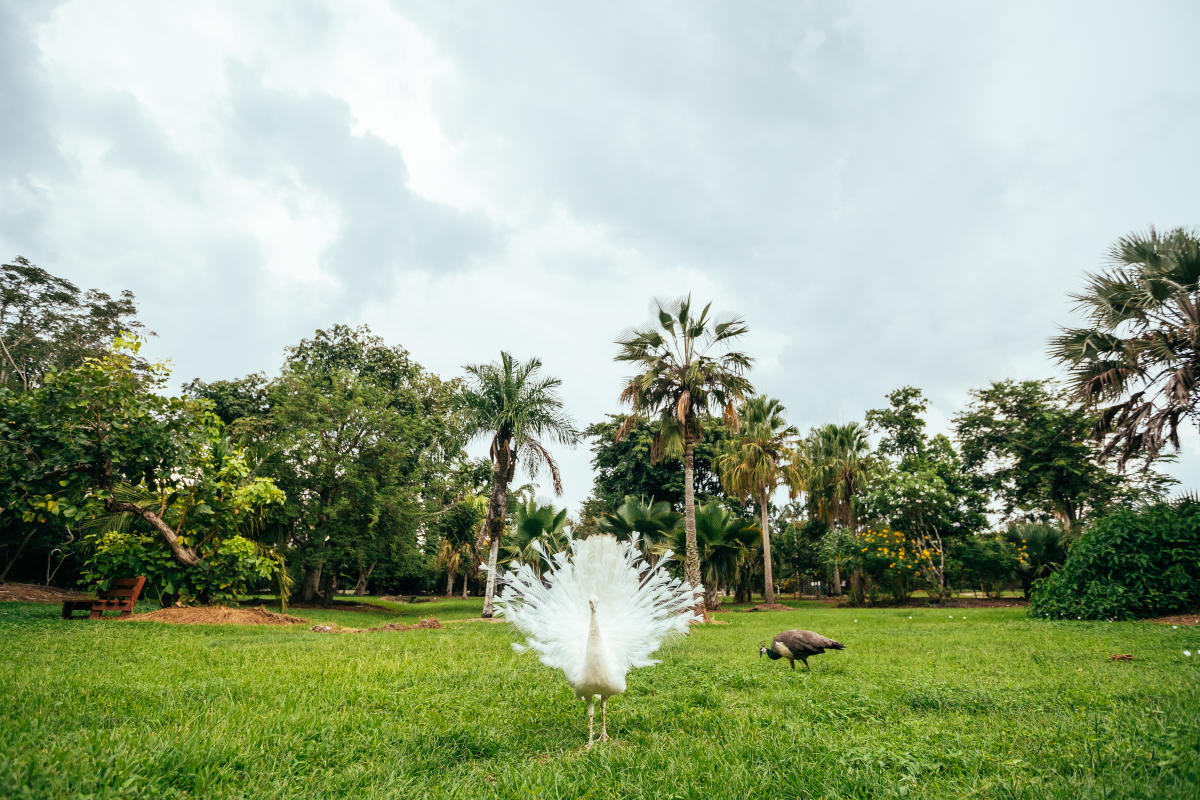 Flamingo Gardens White Peacock