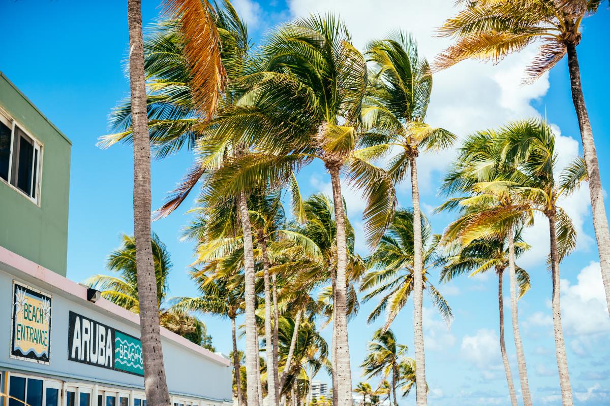 Aruba and palm trees