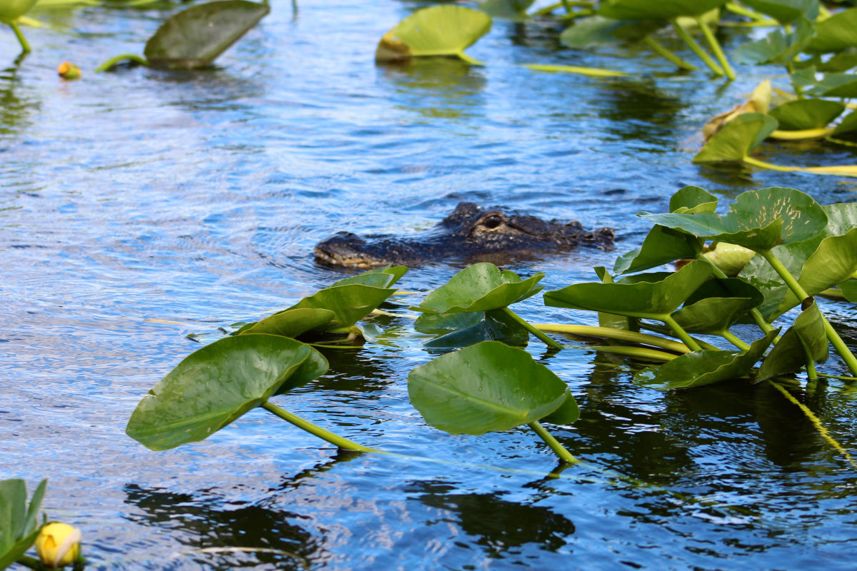 Alligator in the Everglades