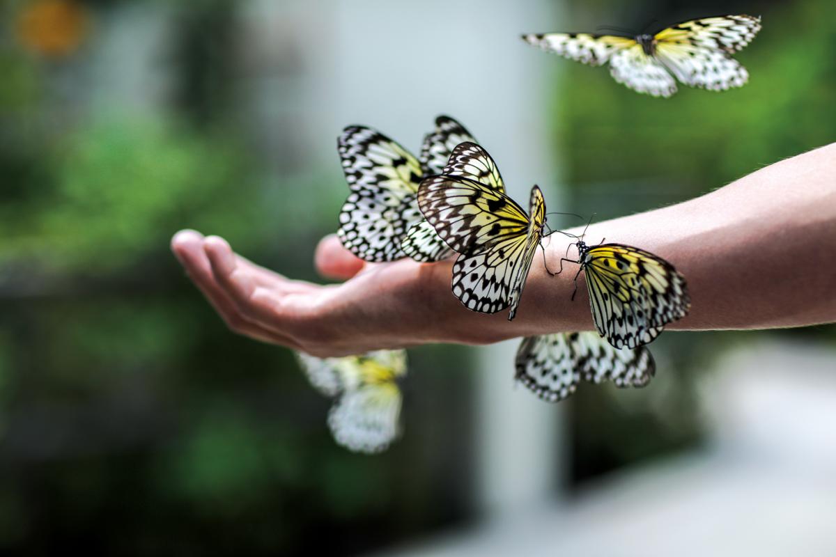 A person holding butterflies at Butterfly World