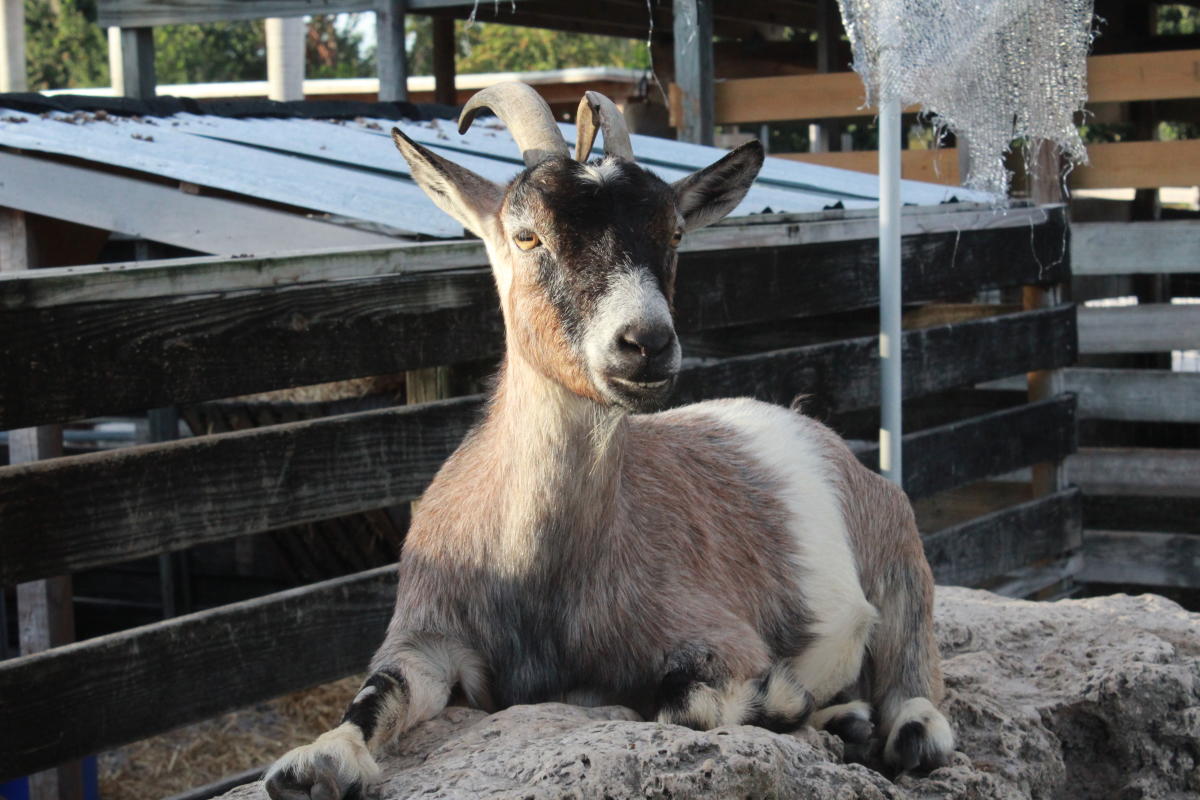 Marando Farms