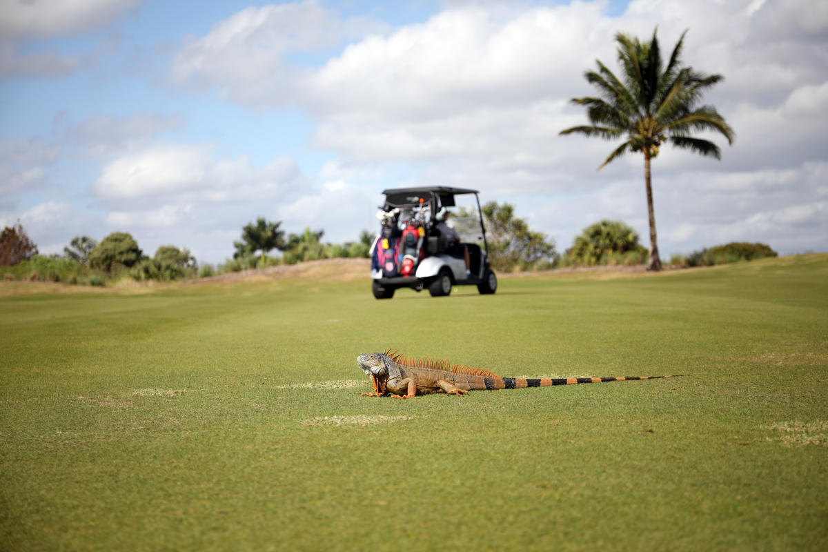 Plantation Golf
