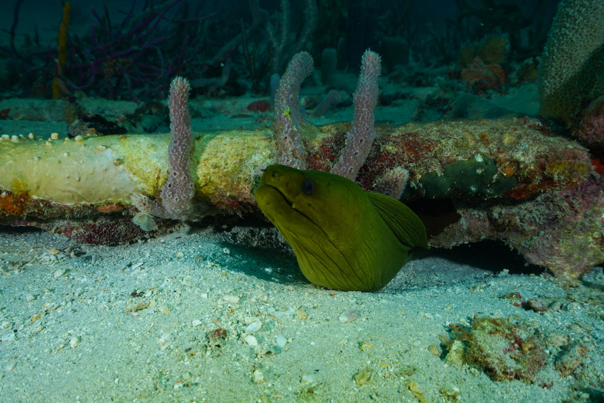 Green Moray