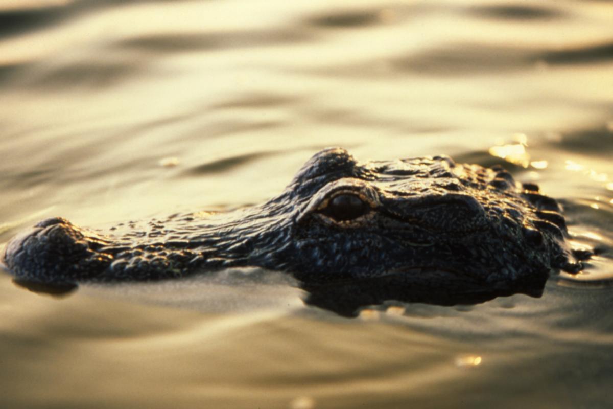 Alligator in the Everglades