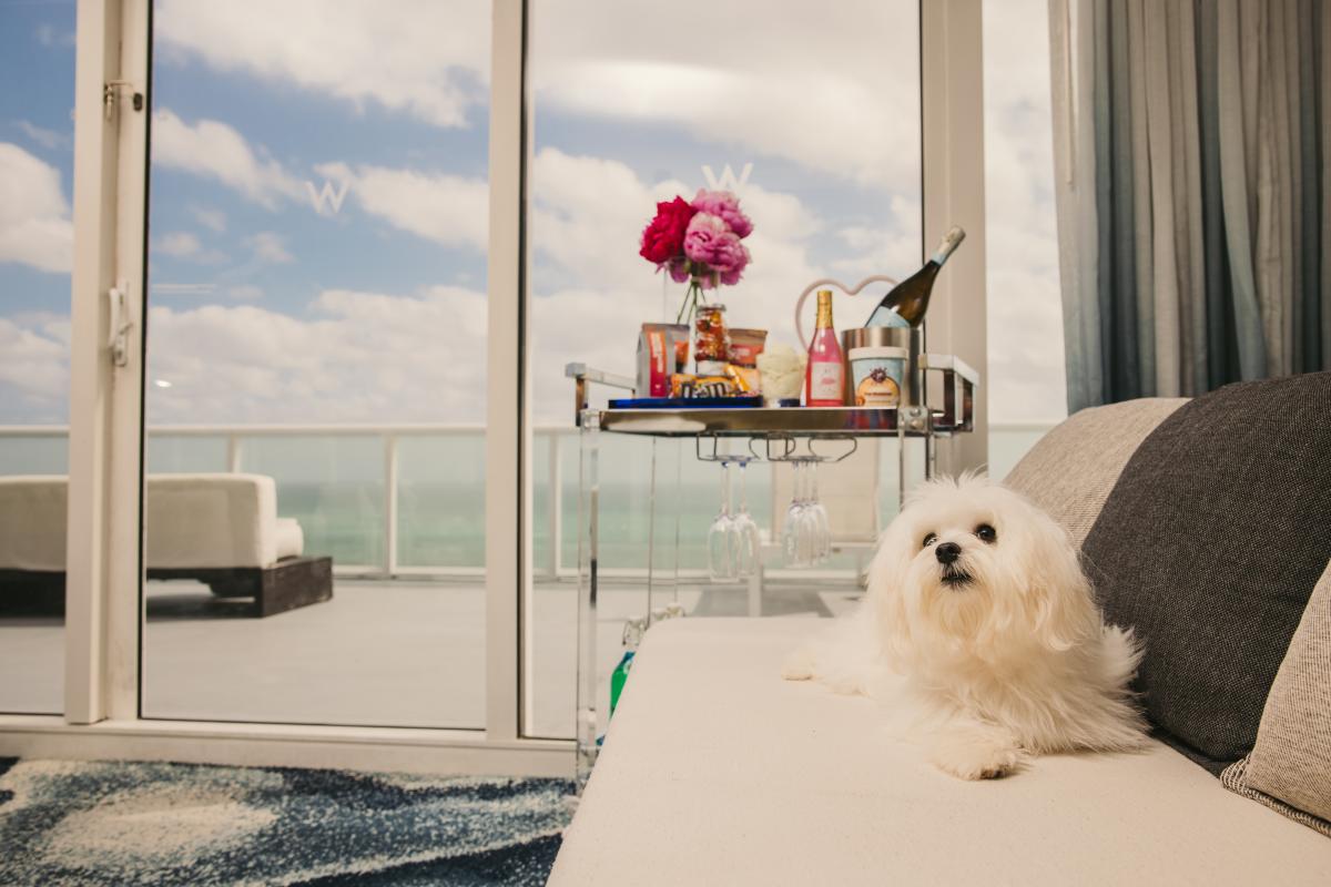 A dog lounging at the W Hotel