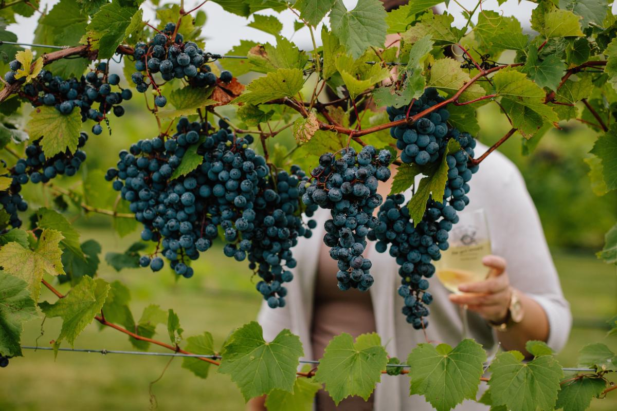 Woman at Fergedaboutit Vineyard