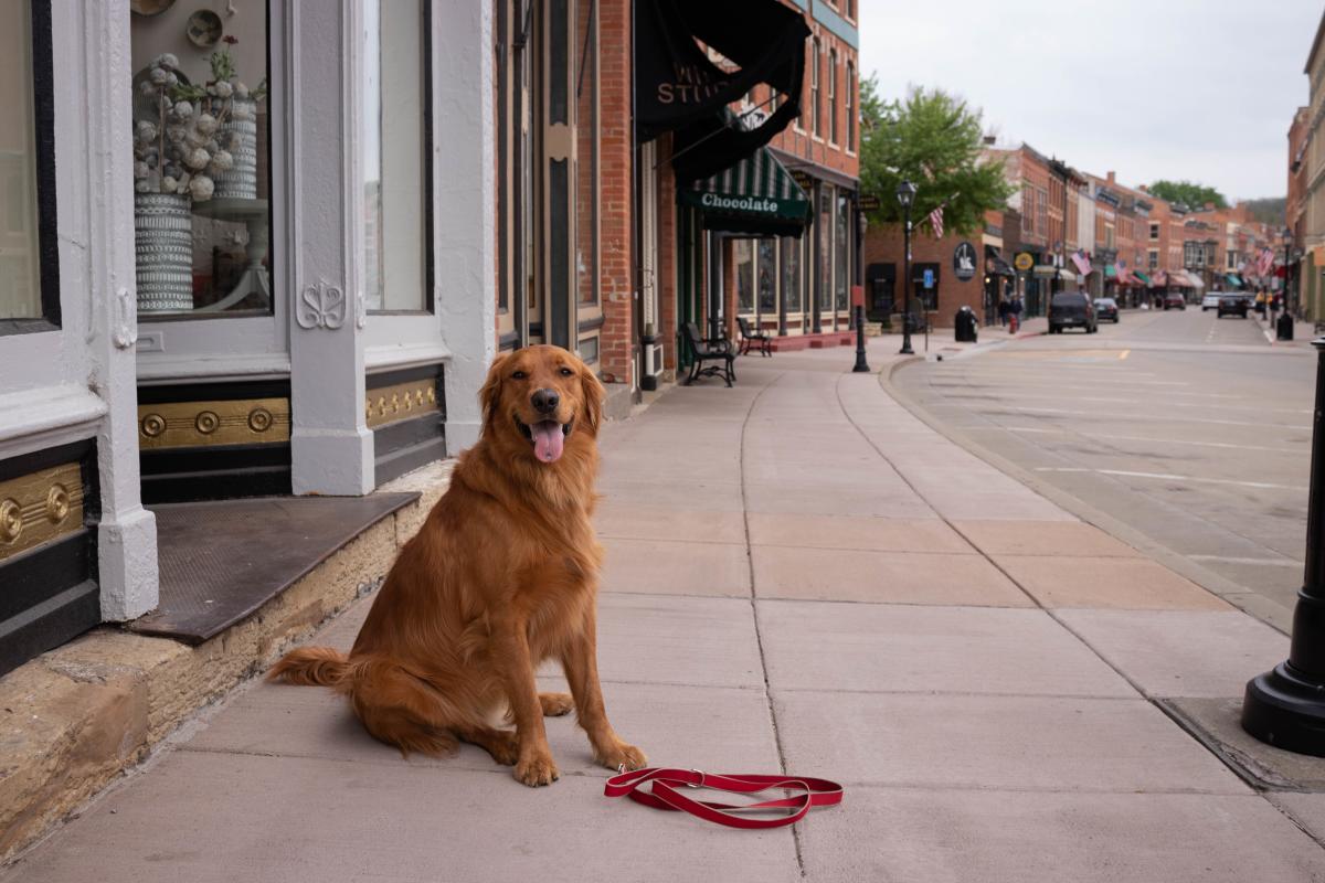 A friendly dog sitting on Main Street Galena in front of a storefront.