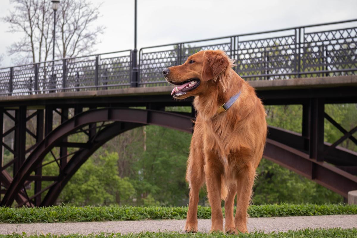 Red dog standing in front of walking bridge in Galena.