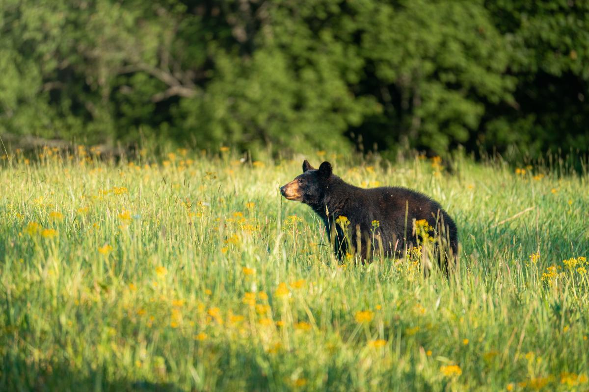 Black Bear in wildflowers