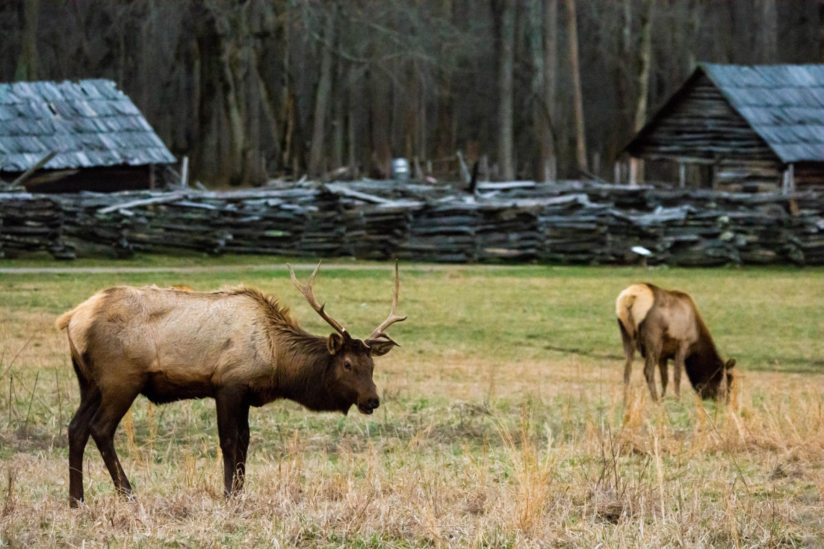 Elk grazing