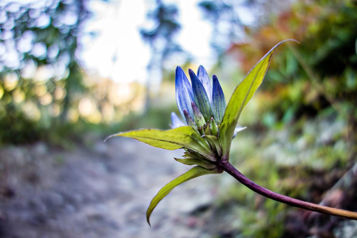 Blue Gentians fall wildflower