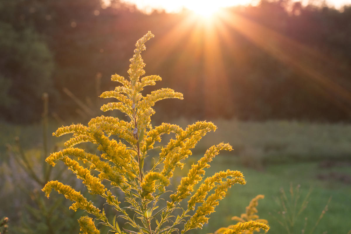 Goldenrod fall wildflower