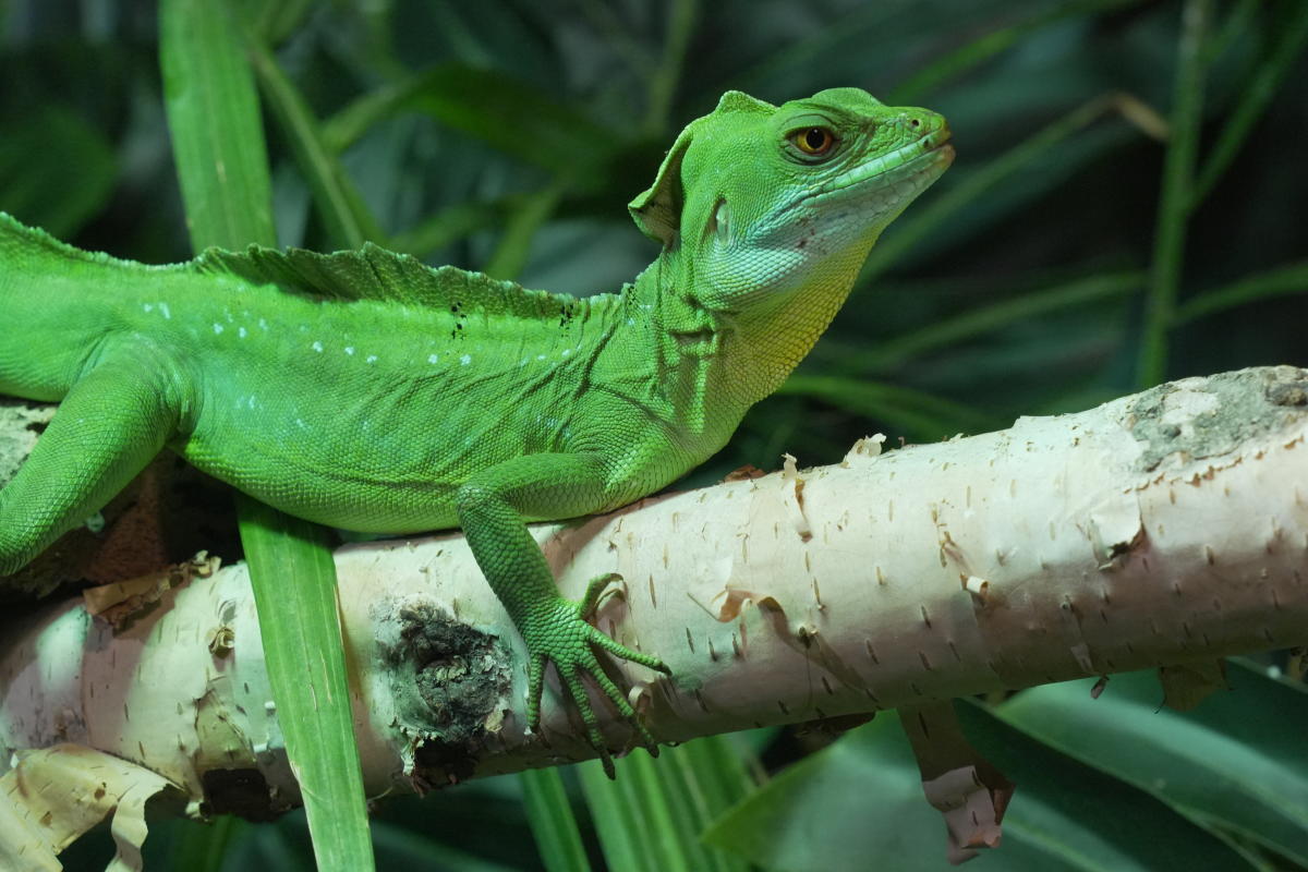 Ripley's Aquarium Dragon Exhibit
