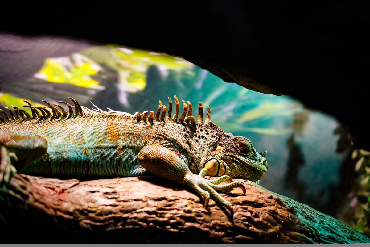 Ripley's Aquarium Dragons Exhibit