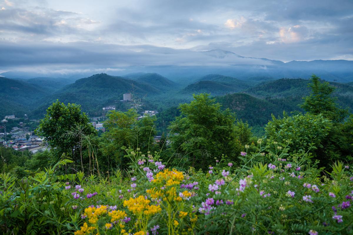 Smokies in Spring