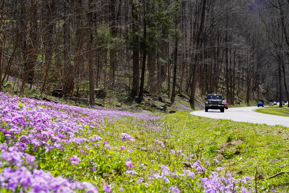 wildflowers on newfound gap