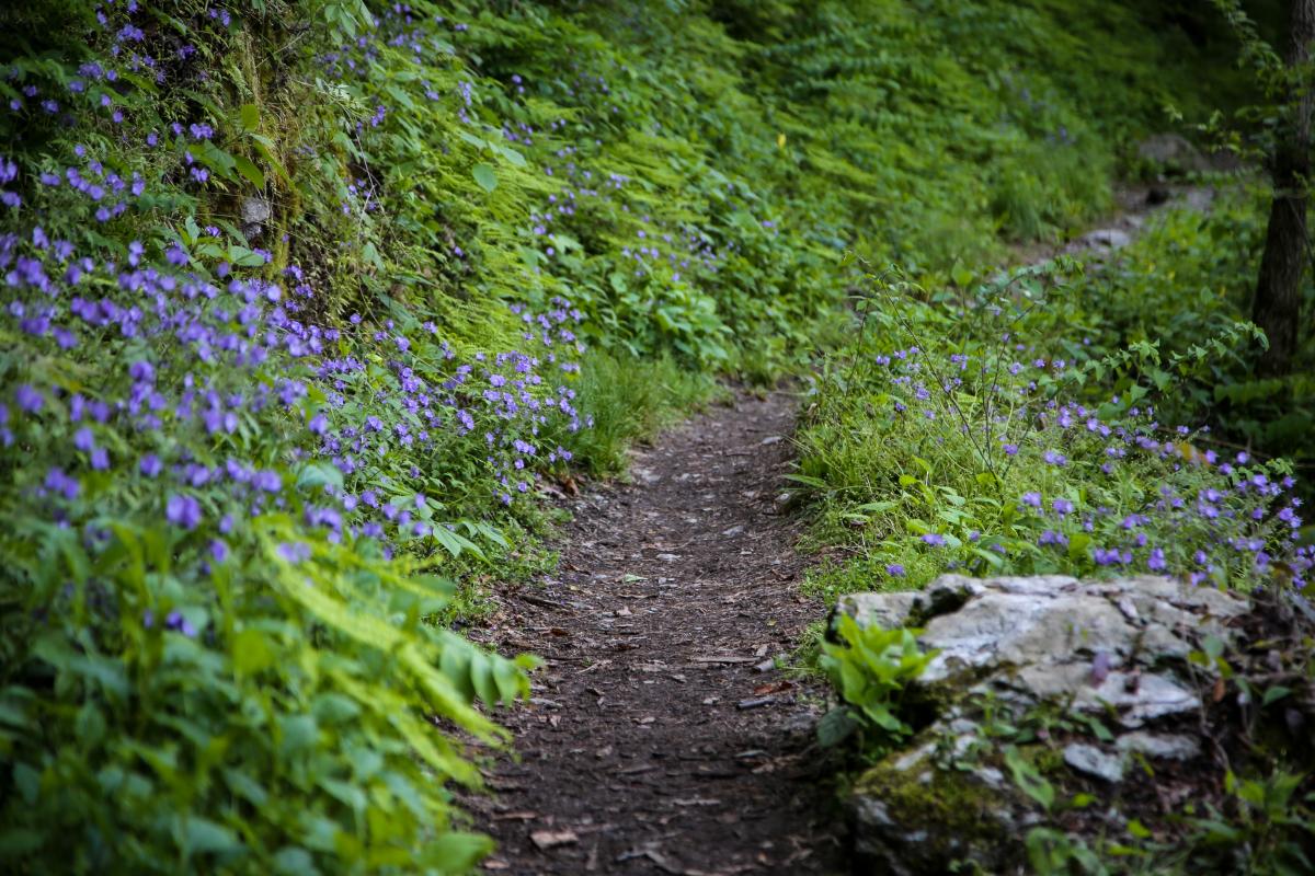 wildflower walk