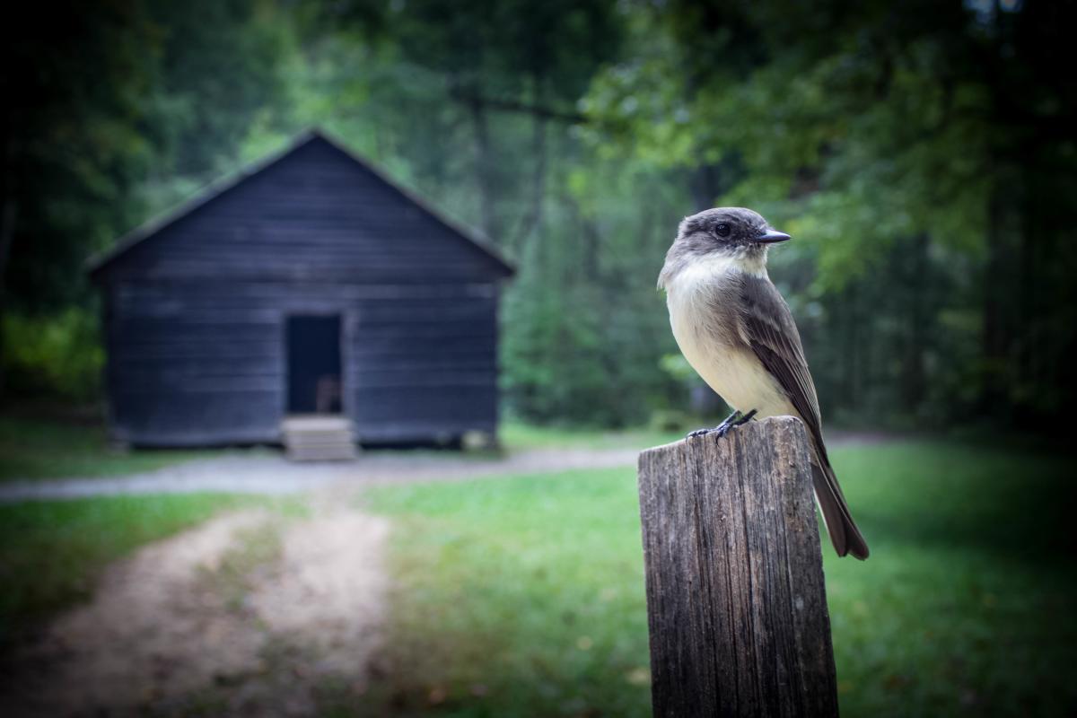 bird on post cades cove