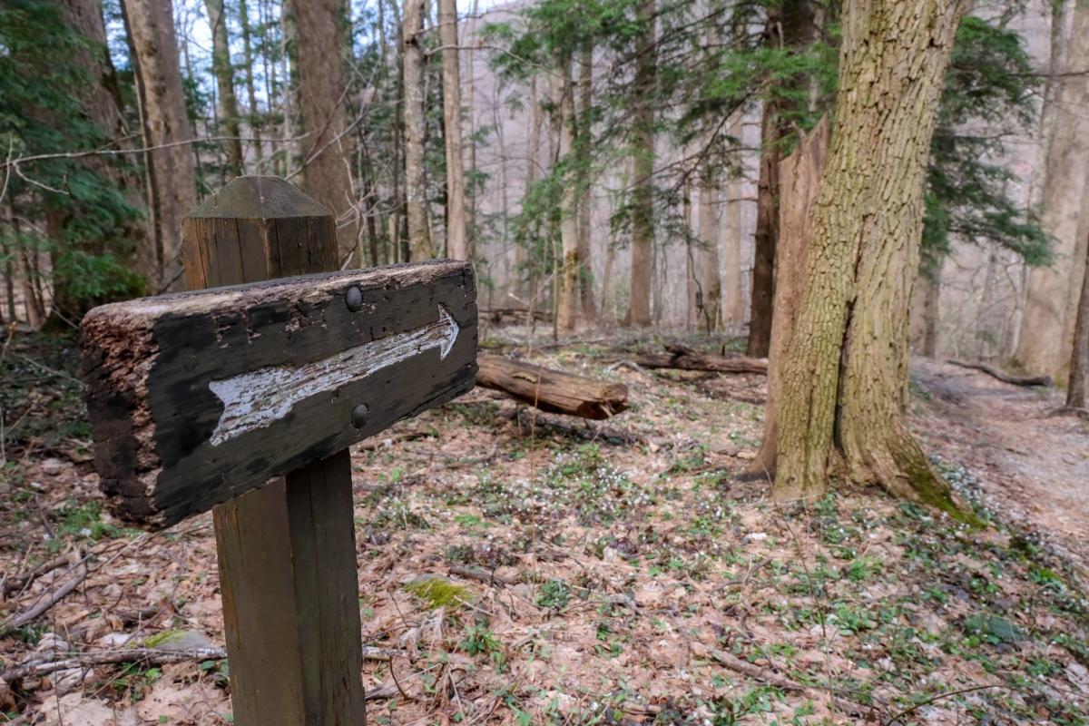 An arrow points the way along the Cove Hardwood Trail in the Smoky Mountains.