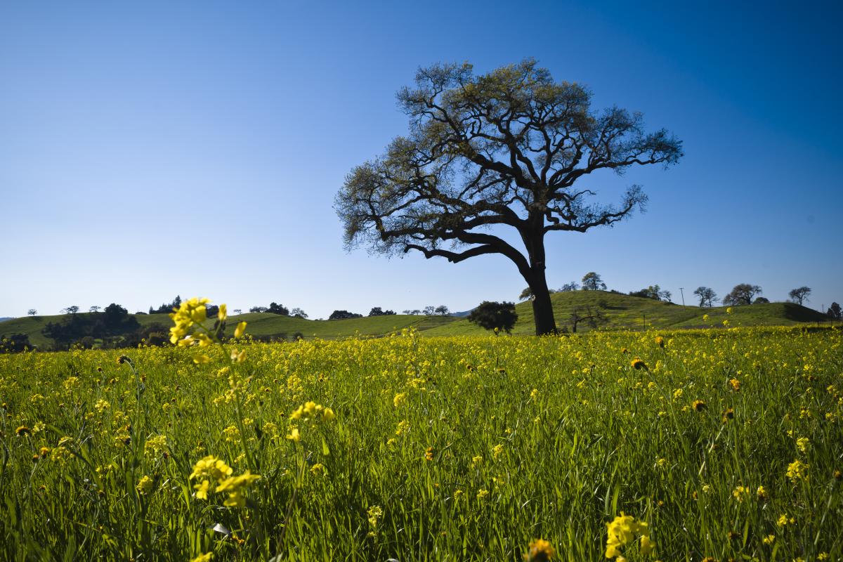 Oak Tree Field