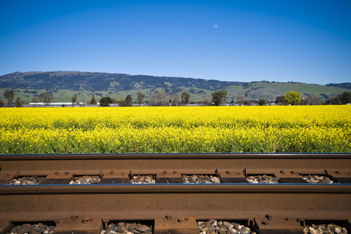 Mustard Flowers