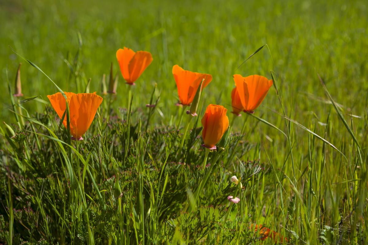 Poppies Scenery