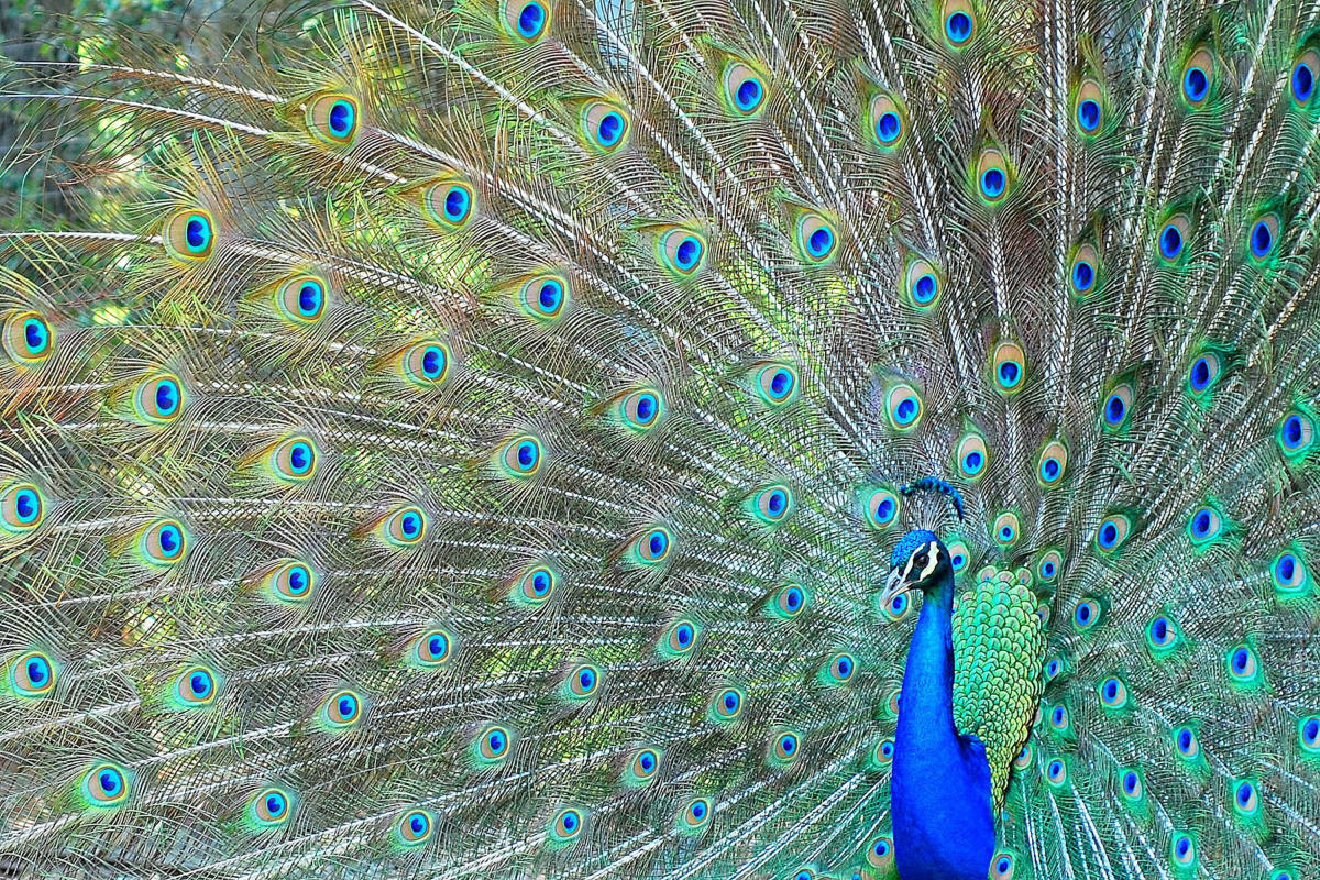 Casa de Fruta Peacock