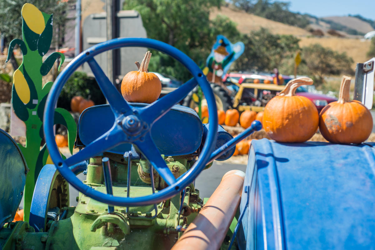 Casa de Fruta Pumpkin Junction