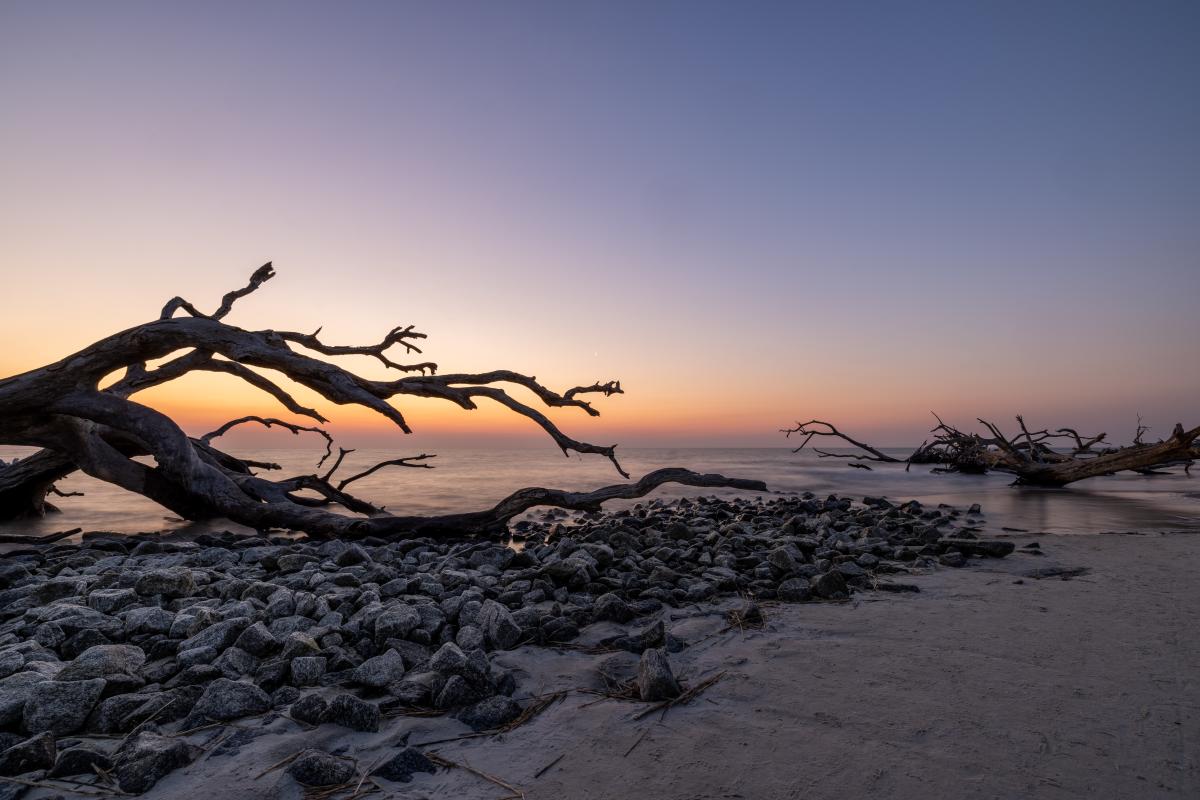 Driftwood Beach on Jekyll Island, Georgia