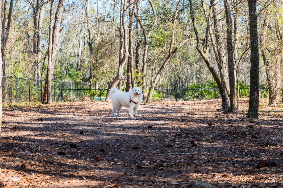 Dog at Frederica Park