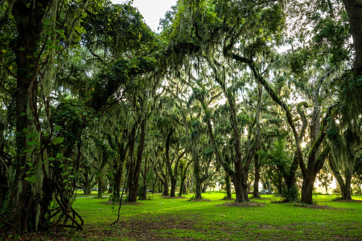 In addition to beautiful views and ancient live oak trees, Gascoigne Bluff is also home to a disc golf course open to the public for play.