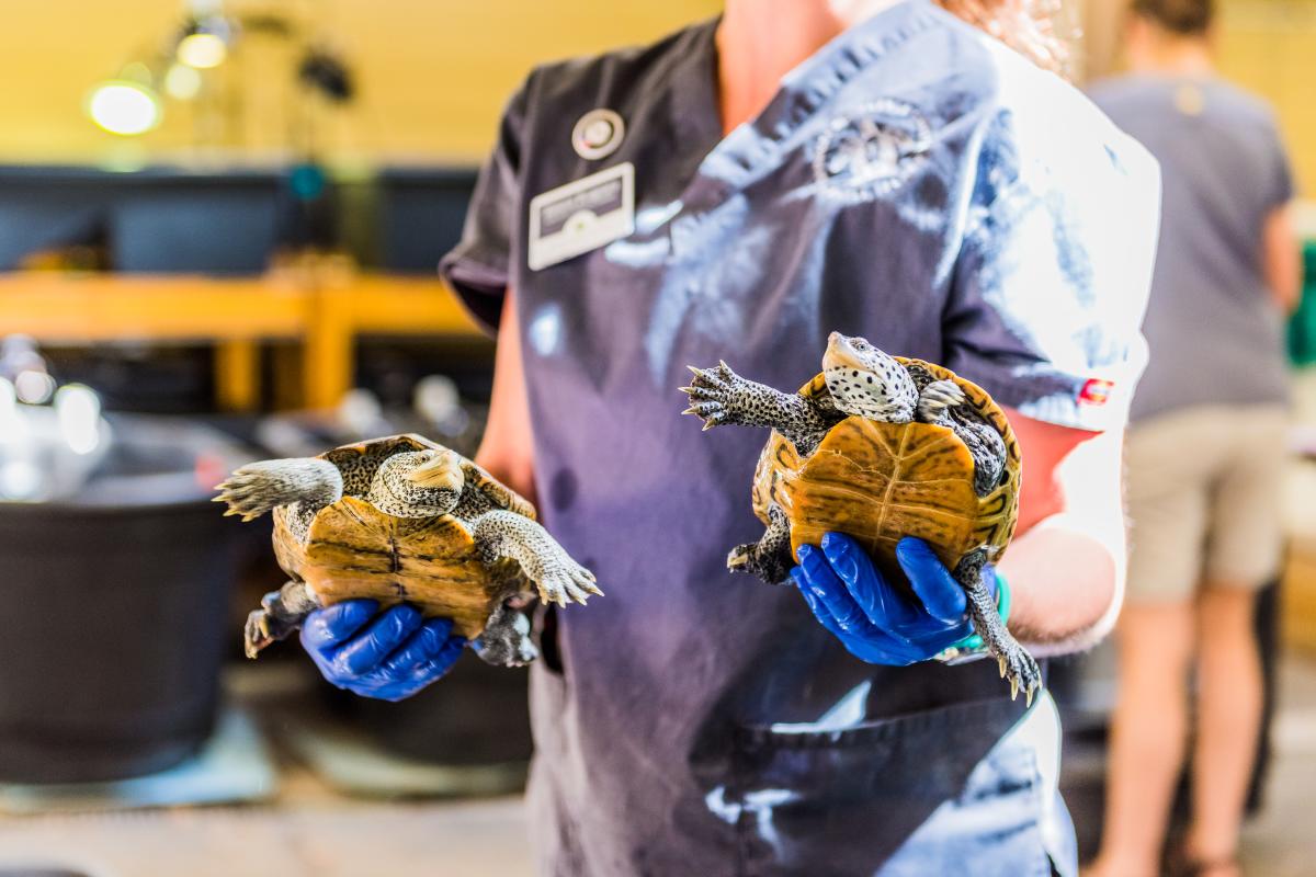 Georgia Sea Turtle Center