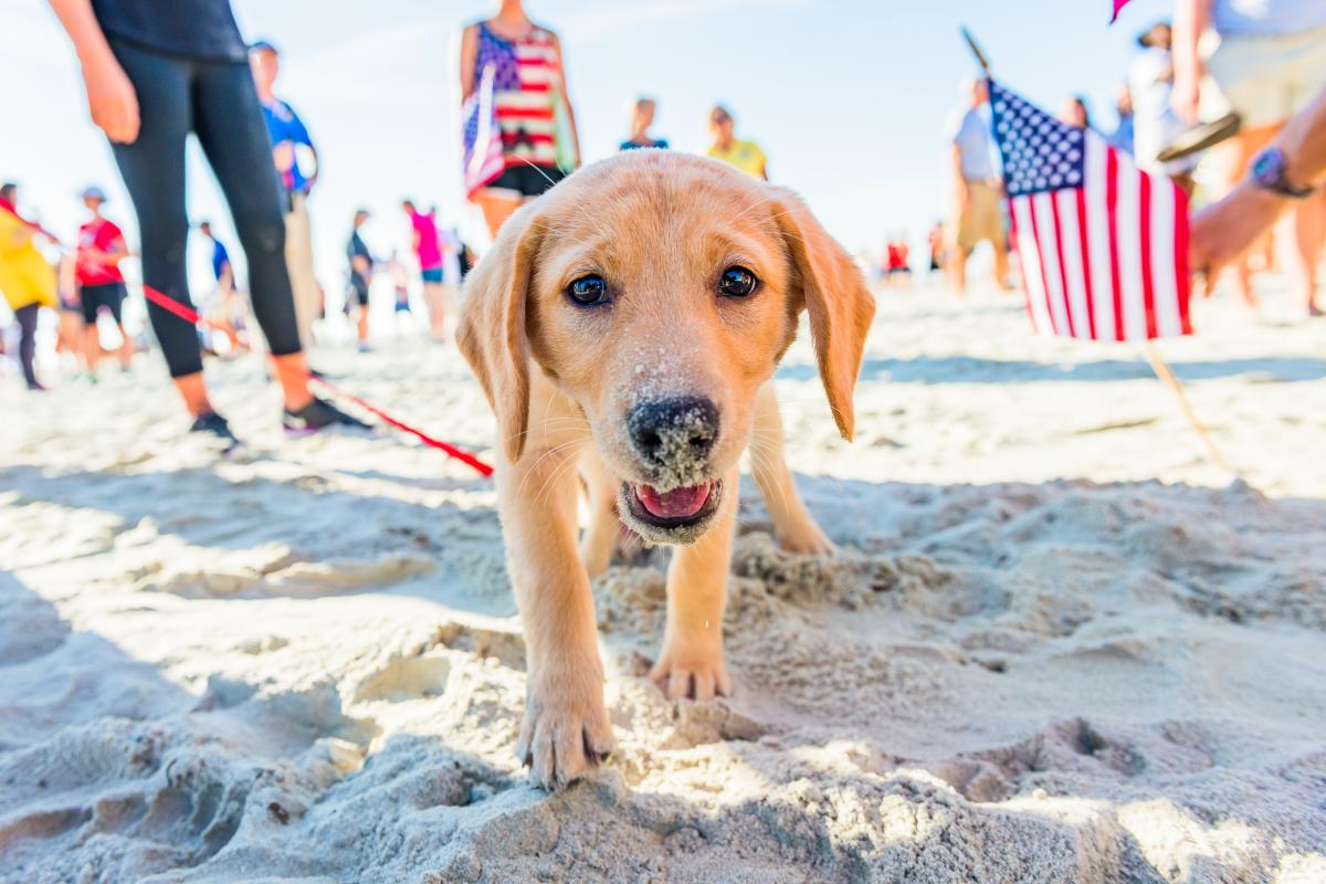 Dog on beach