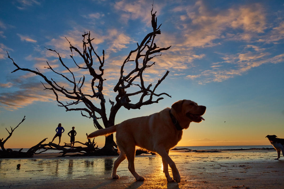 Jekyll Island's famous Driftwood Beach is also a dog-friendly beach in Georgia.