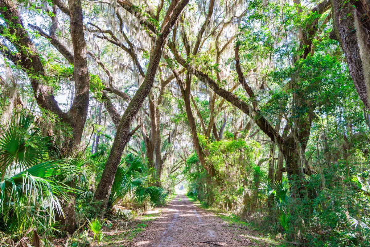 Scenic walking and hiking trails wind through an untouched maritime forest on St. Simons Island, GA