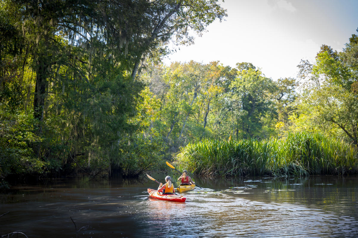 Kayaking through the Altamaha River