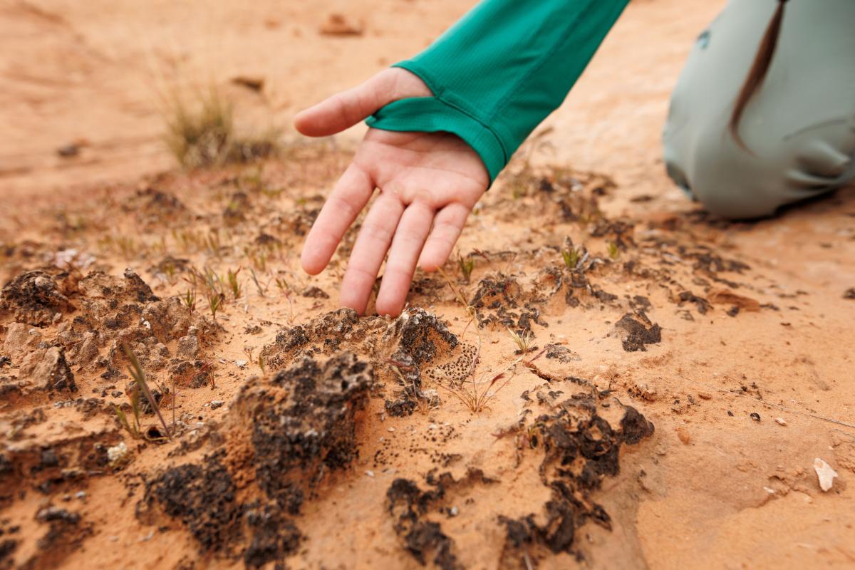 Person pointing out what biocrust looks like