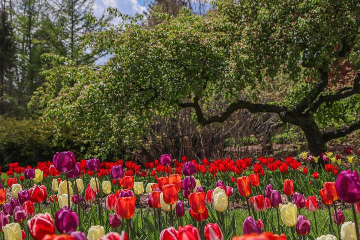 Whiting Forest of Dow Gardens in Great Lakes Bay, Michigan Blog