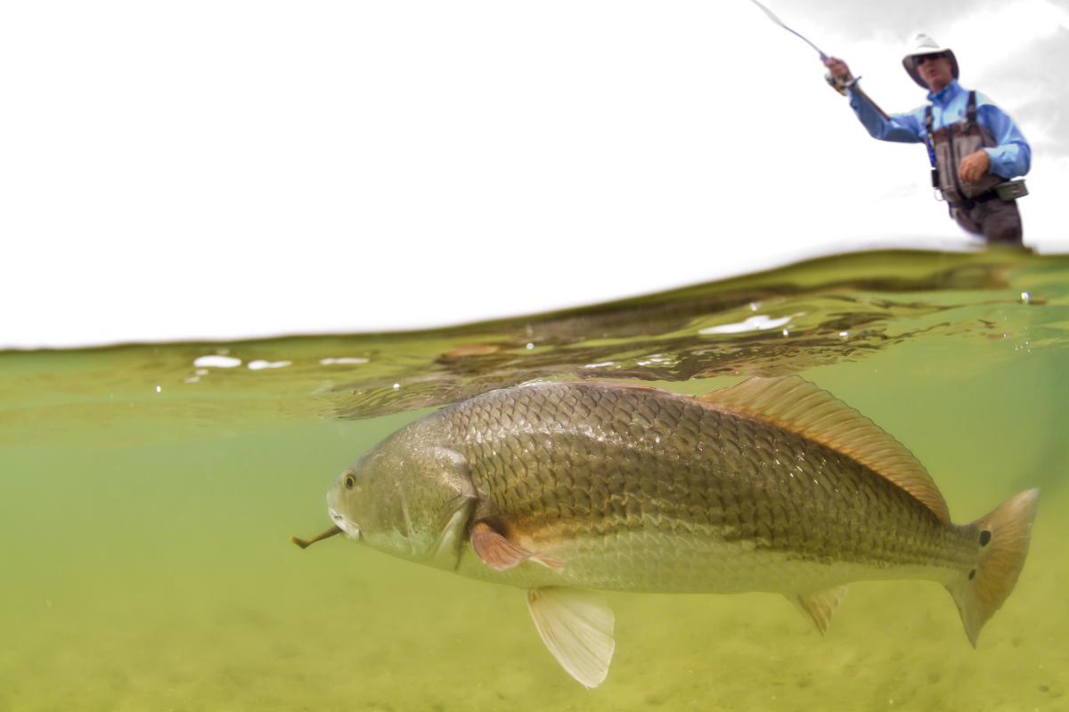 Dock to Dinner  Cooking Your Catch in Gulf County, Florida