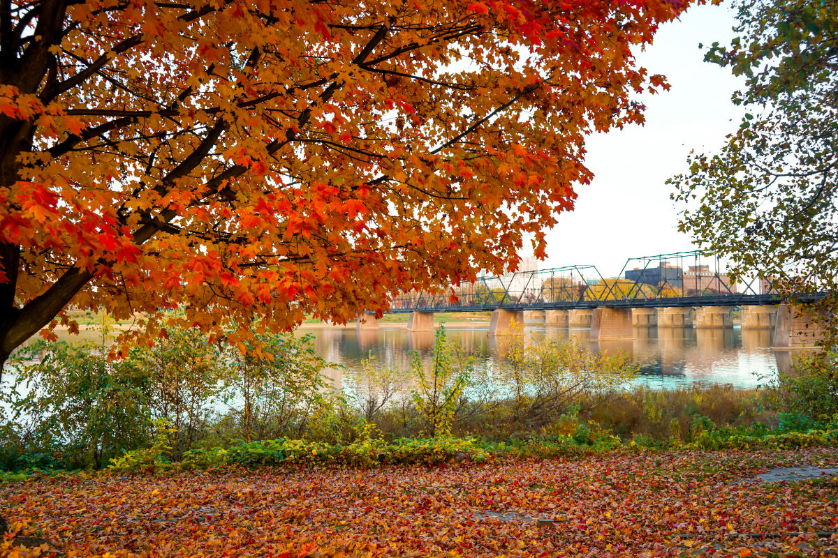 Fall foliage in Harrisburg's Riverfront Park