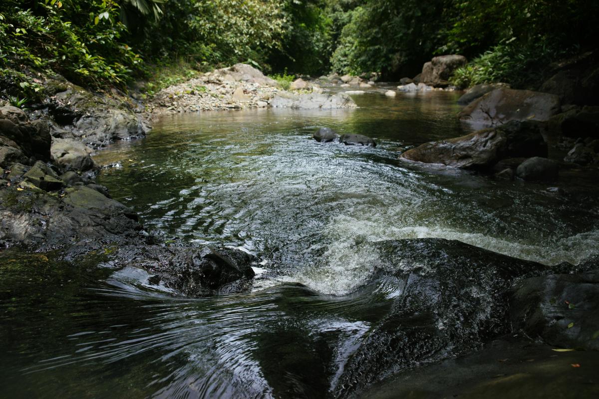 A clear mountain stream flows over mossy rocks through a lush green forest in Highlands, North Carolina.