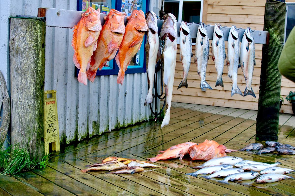 Fish hanging after a day's catch in Homer, Alaska.