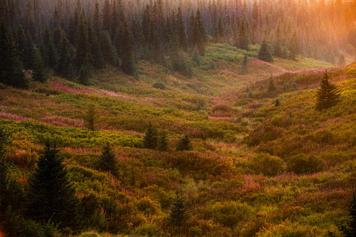 A valley in autumn in Homer, Alaska with gold and red colors from changing foliage.