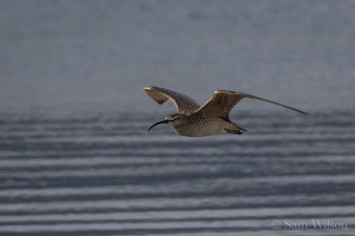 Wimbrel in Flight Homer, Alaska | Kachemak Bay Shorebird Festival