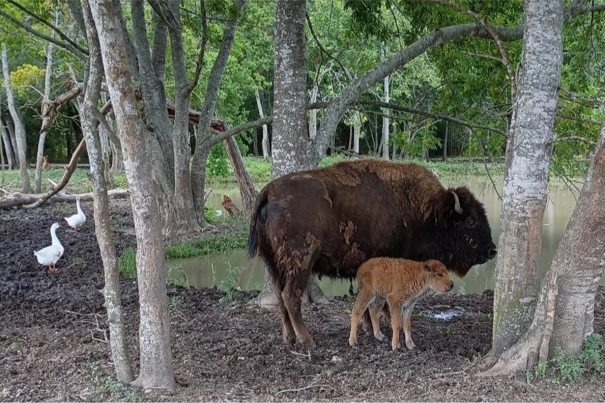 Bayou Wild Zoo