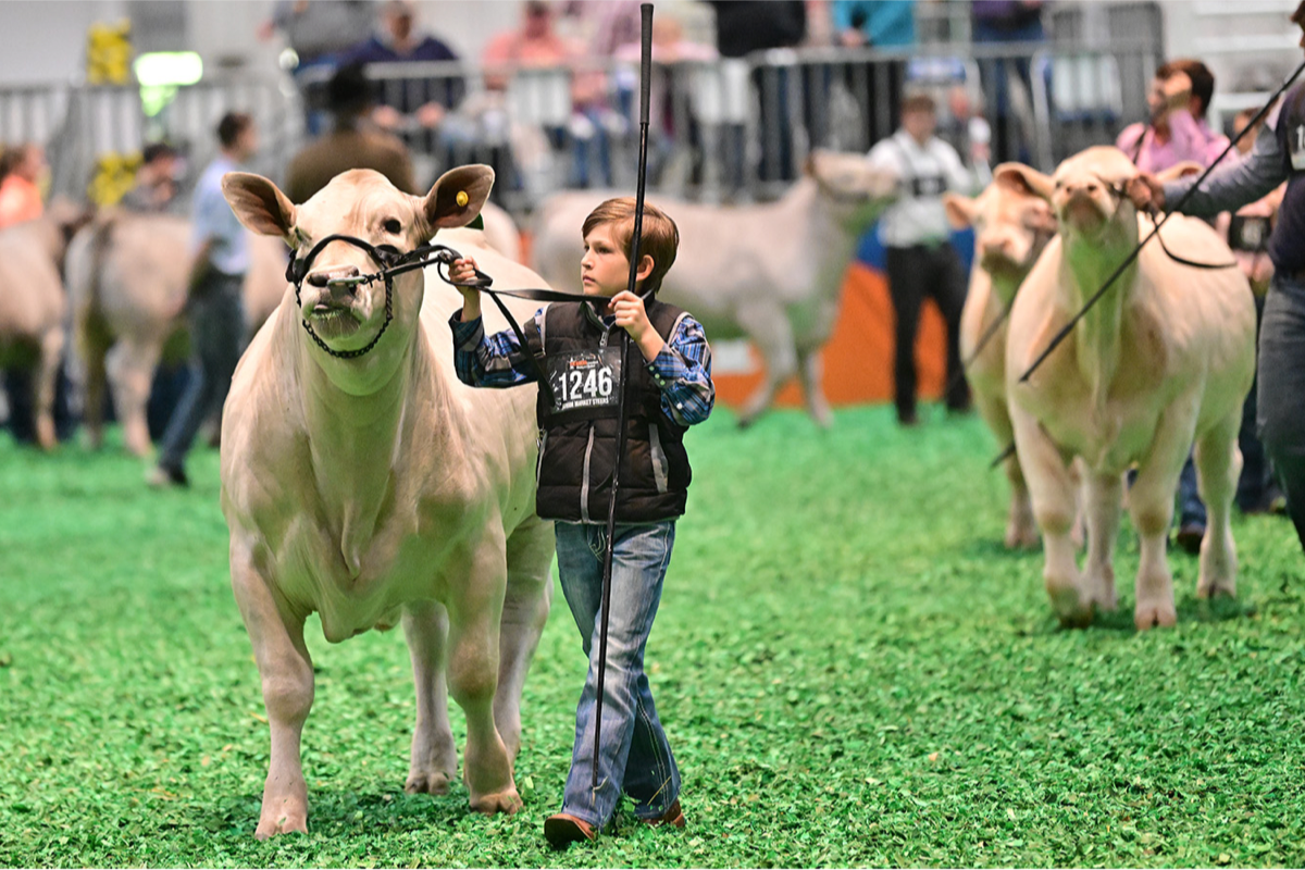 Houston Livestock and Rodeo