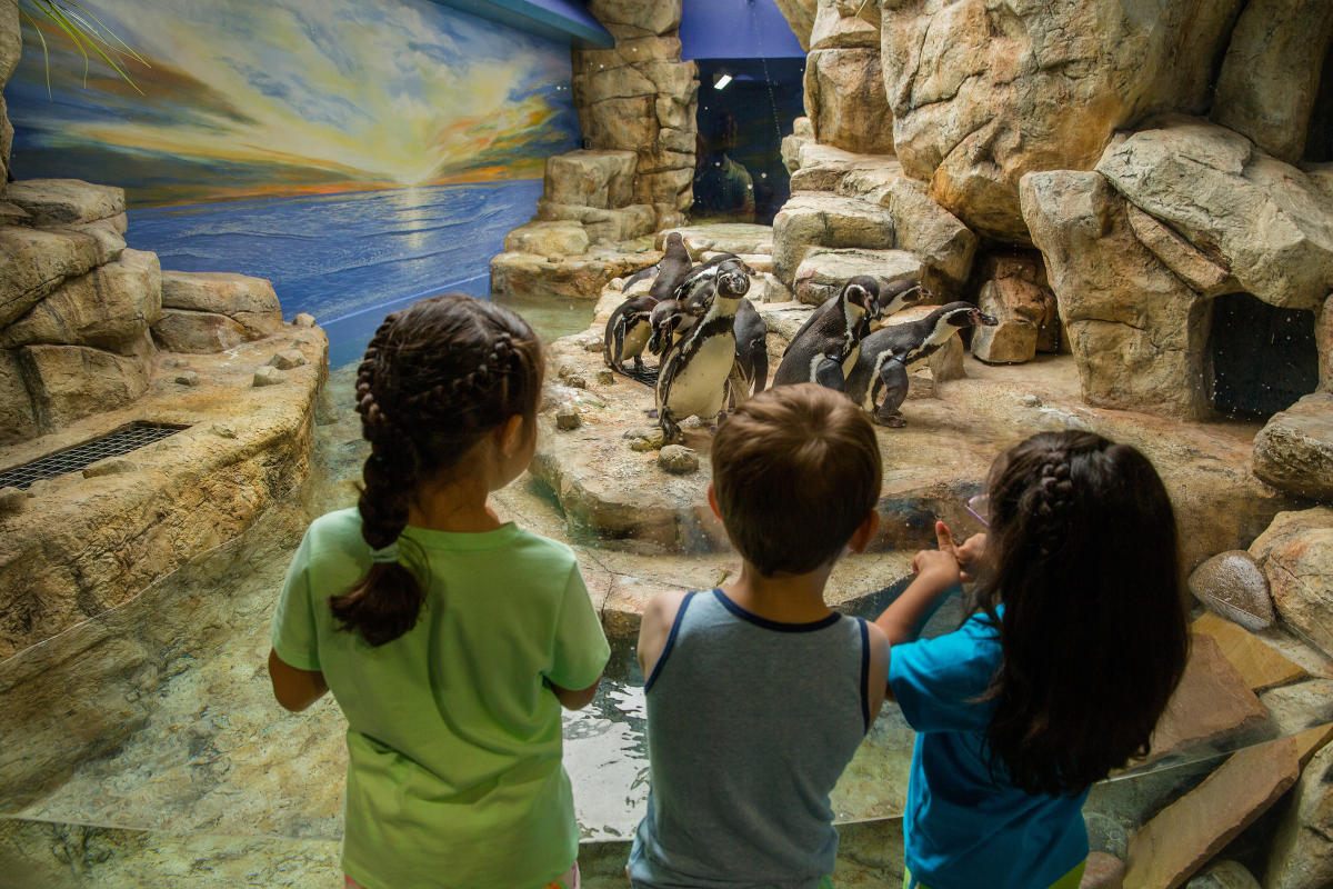 Moody Gardens Penguins