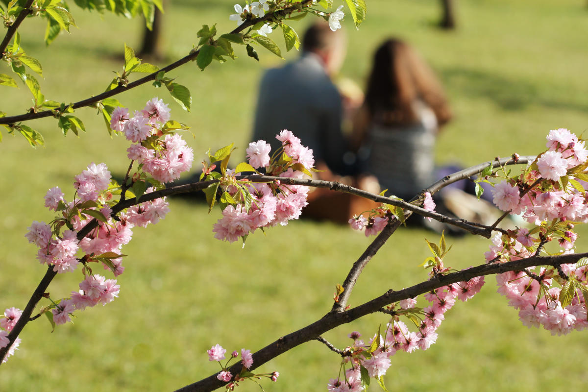 A view through the cherry blossoms as a couple enjoys a picnic